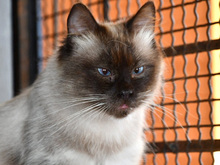 LUCA, Katze, Birmakatze-Mix in Neuss