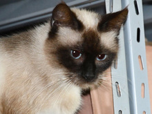 LUCE, Katze, Birmakatze-Mix in Neuss