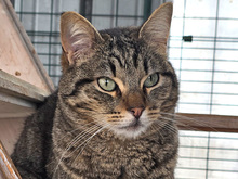 ILVER, Katze, Europäisch Kurzhaar in Neuss