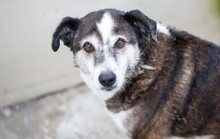 SOLEA, Hund, Mischlingshund in Darmstadt