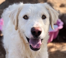BACIO, Hund, Maremmano-Mix in Belgien