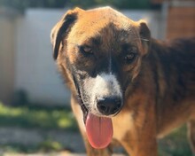 DIMITRA, Hund, Mischlingshund in Aerzen