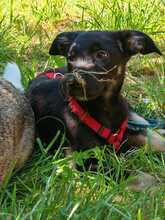 GERTL, Hund, Mischlingshund in Wiesloch