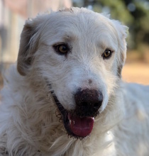 BENGALO, Hund, Maremmano-Mix in Italien