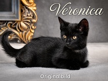 VERONICA, Katze, Europäisch Kurzhaar in Portugal