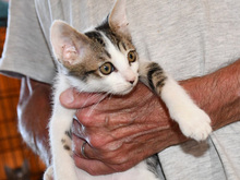 CLAUDIA, Katze, Europäisch Kurzhaar in Tornesch