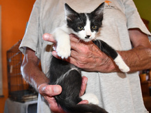 CRIS, Katze, Europäisch Kurzhaar in Tornesch