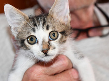CLAUDIO, Katze, Europäisch Kurzhaar in Tornesch