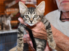 CARLO-CARLETTO, Katze, Europäisch Kurzhaar in Tornesch