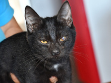 CICCIO, Katze, Europäisch Kurzhaar in Kempen