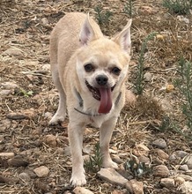 GONZO, Hund, Chihuahua in Spanien