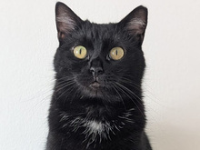 LUNA, Katze, Europäisch Kurzhaar in München