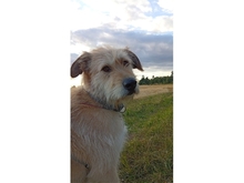 MOH, Hund, Mischlingshund in Heidenrod