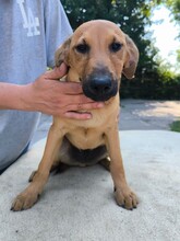 HAPCI, Hund, Mischling in Ungarn