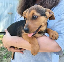 KUKA, Hund, Mischling in Ungarn