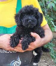 DAISY, Hund, Maltipoo in Kohlberg
