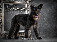 FORMIGA, Hund, Mischlingshund in Portugal