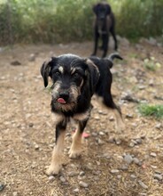 SOPHIE, Hund, Mischlingshund in Rumänien