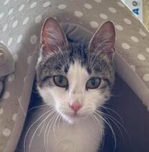 POLINA, Katze, Europäisch Kurzhaar in Bulgarien