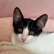 MARTINA, Katze, Europäisch Kurzhaar in Bulgarien