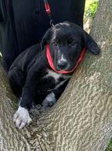 BLESSY, Hund, Mischlingshund in Rotenburg