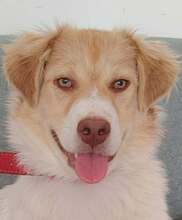 SALLY, Hund, Setter-Mix in Nordhofen