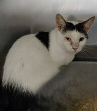 LILLY, Katze, Europäisch Kurzhaar in Nordhofen