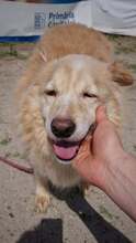 FLORIN, Hund, Mischlingshund in Hamburg