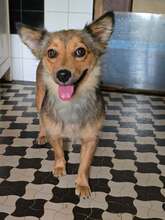 FOXY, Hund, Mischlingshund in Hamburg