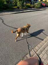 FRANCESCA, Hund, Mischlingshund in Itzstedt