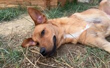 LANIS, Hund, Mischlingshund in Gangkofen