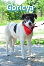 GORICYA, Hund, Mischlingshund in Bulgarien