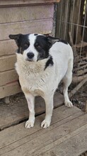 PANDA, Hund, Mischlingshund in Rumänien