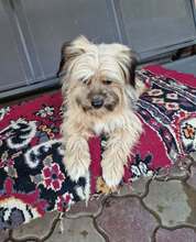 PEGGY, Hund, Mischlingshund in Rumänien