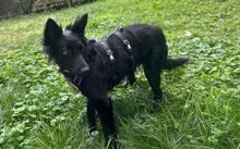 LIVA, Hund, Mischlingshund in Neuss