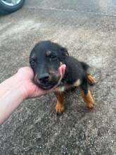 MAIK, Hund, Mischlingshund in Bosnien und Herzegowina