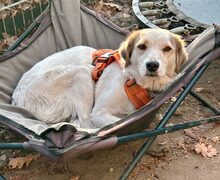 PIA, Hund, Mischlingshund in Neu-Isenburg