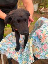 GHANA, Hund, Mischlingshund in Bosnien und Herzegowina