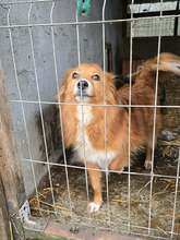 ROSCATEL, Hund, Mischlingshund in Rumänien