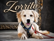 ZORRITO, Hund, Mischlingshund in Portugal