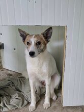 SANTANA, Hund, Mischlingshund in Rumänien