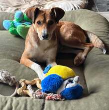TAMMY, Hund, Mischlingshund in Itzstedt