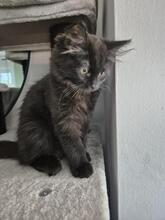 BLUEY, Katze, Britisch Kurzhaar-Mix in Lorch