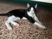 ELVIS, Katze, Hauskatze in Spanien