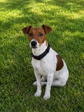 MIA, Hund, Jack Russell Terrier in München