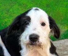 NOX, Hund, Mischlingshund in Rumänien
