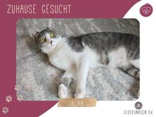 ALVA, Katze, Europäisch Kurzhaar in Bulgarien