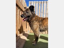 DOHA, Hund, Mischlingshund in Spanien