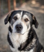 OSKAR, Hund, Mischlingshund in Rumänien