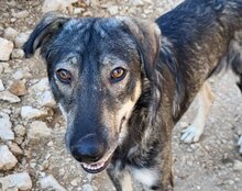 MILI, Hund, Herdenschutzhund-Mix in Kroatien